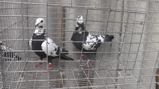 Спортивные голуби (ТИГРОВЫЕ)