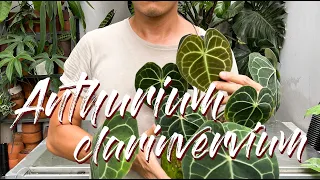 Anthurium Clarinervium Care Tips and Propagation - WITH UPDATES!