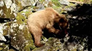 Brown Bear Cubs Eating Salmon at Anan Creek