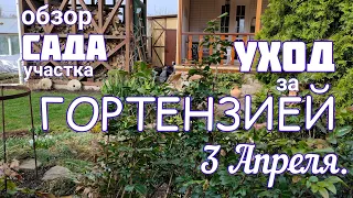 Обязательный УХОД за ГОРТЕНЗИЕЙ🌞3 апреля🌞посадка рододендрона🌞 прогулка по саду 🌞 обработки.