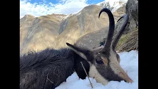 Chamois Hunting in the Alps