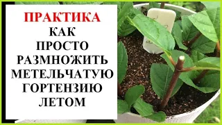 Летнее черенкование метельчатой гортензии