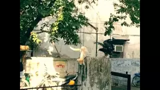 CAT vs EAGLE 🕊 Real Fight !!!!