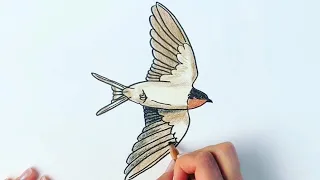 How to draw a swallow bird