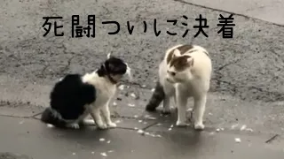 猫の喧嘩、ボスvsボス頂上戦争　決着　Catfight