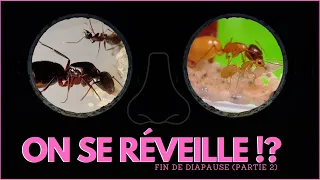 Mes fourmis ont-elles survécu à l'hiver ? (fin de diapause, partie 2)