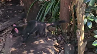 Australian Tasmanian devil. Campbelltown.