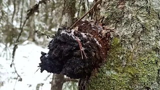 Удачная разведка в лесу. Кап, сувель, чага.