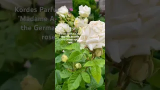 Kordes Parfuma rose, 'Madame Anisette‘, the spice rose. #shortsfeed #shortvideo #rose #flower #scent