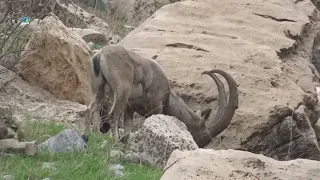 عەباسی کەمەند لەگەڵ سروشتی جوانی کوردستان و ناوجەی شەمێران