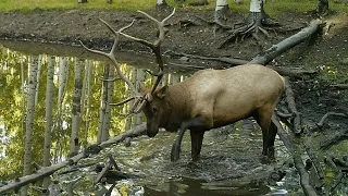 AMAZING Archery Elk Hunt in Colorado - Mike Campbell - Bonehead