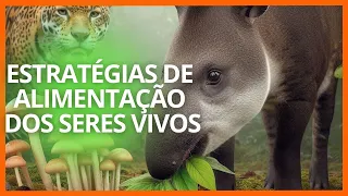 Obtenção de ALIMENTOS pelos SERES VIVOS