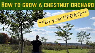 **UPDATED** How to Grow a Chestnut Orchard - 10-years of Experience!