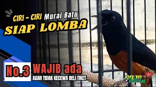 CIRI - CIRI MURAI BATU SIAP LOMBA. ‼️