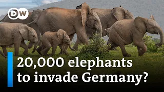 What's behind Botswana's president's threat to send elephants to Germany? | DW News