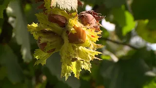 Culture de la noisette en Béarn chez Cazalé à Hagetaubin