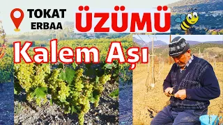 Geleneksel Yöntem - Üzümde Kalem Aşısı Nasıl Yapılır?