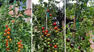 Top 3 Cherry Tomatoes You NEED to Grow!