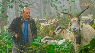 Goat Herding in the Foggy Forest | Documentary ▫️4K▫️