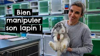 Comment bien manipuler son lapin ? 🐰