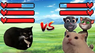 Maxwell cat vs ALL Cats