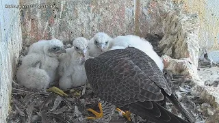 Osaka Peregrine Falcons/2024-05-02/ 4th feeding