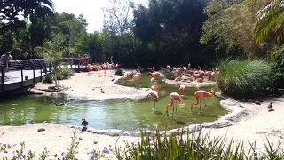 San Diego Zoo: Flamingos