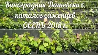 Обновлённый каталог саженцев винограда на осень 2018 г.