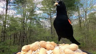 Red-winged Blackbird