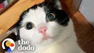 These Wobbly Cat Siblings Are Obsessed With Their Guinea Pig Sisters | The Dodo Cat Crazy