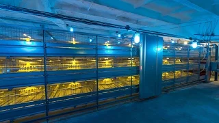 Broiler Cage "Robot"; Broiler Cage System; Broiler Colony System; Broiler Poultry equipment