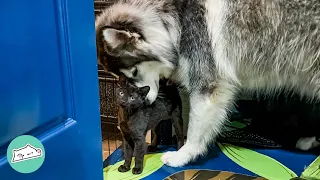 Huge Husky Waits At The Door Everyday To Play With Foster Kittens | Cuddle Buddies