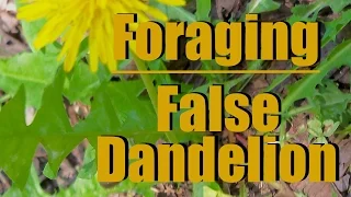 Foraging Notes: The False Dandelion