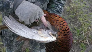 Thomas´ money shot on a giant pheasant! - Recurve bowhunting for pheasants from a blind