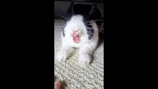 Rabbit grunting!