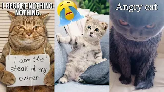 Angry Cats  Super Pets Reaction Videos - FatCat