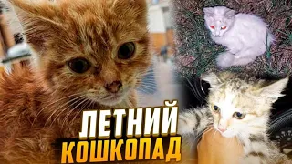 Летний кошкопад  на канале ЗооЖиза🤪