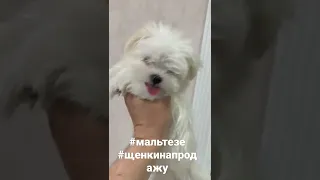 Щенки Мальтезе