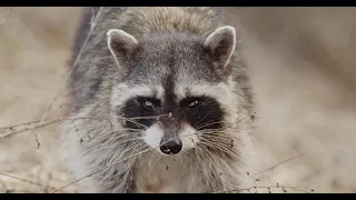 Raccoon at the bog