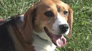 'Every single day she's a brand new dog': Beagles rescued from shuttered facility adopted in West MI