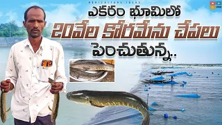 Koramenu Fish Farming | Murrel Fish Farming | కొర్రమేను చేపల పెంపకం | Shiva Agri Clinic