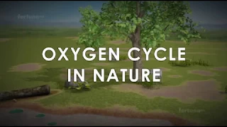 oxygen cycle in nature