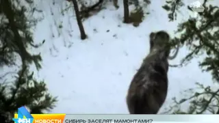 мамонты в Сибири