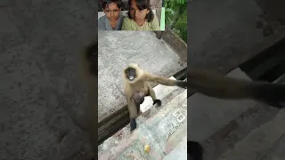 animals reaction video,monkey funny video reaction video #funny #shorts