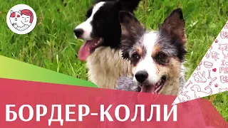 Бордер-колли на ilikepet