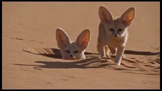 Nature: Dogs In The Wild:  Meet The Family PREVIEW