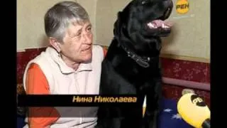 Собака-поводырь.flv