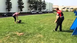 Nasa IPO training Cane Corso Schutzhund