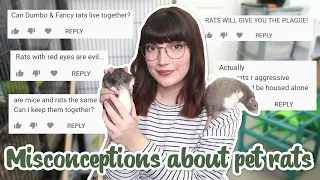 Common misconceptions about pet rats