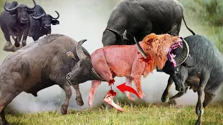 Buffalo herd united to defeat the lion because of the predator's contempt for their strength